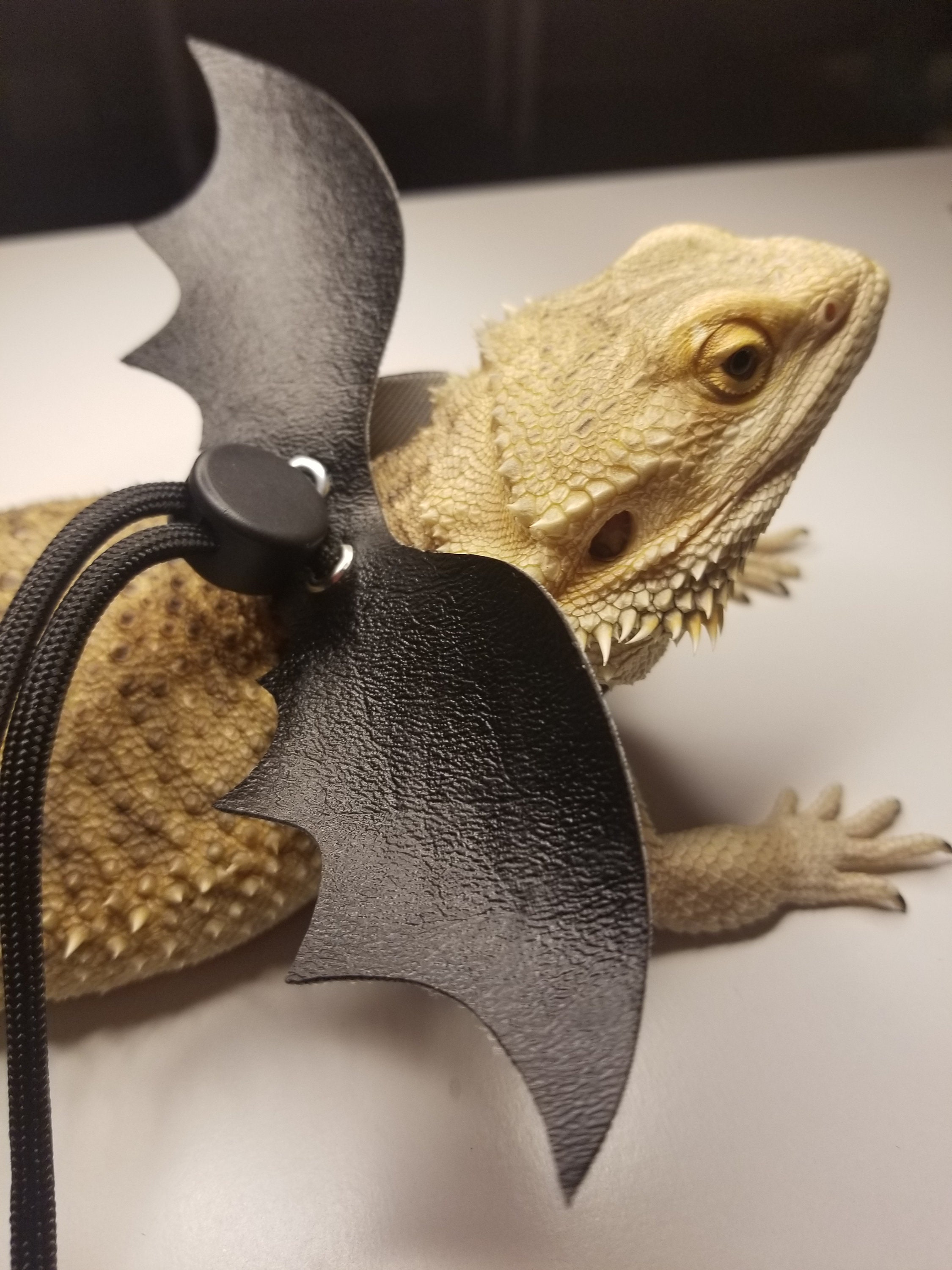 Bat Wings Leash Bearded Dragon Leash Bearded Dragon Harness Lizard Leash Lizard Harness Bearded Dragon Accessories Dragon Leash Etsy Australia