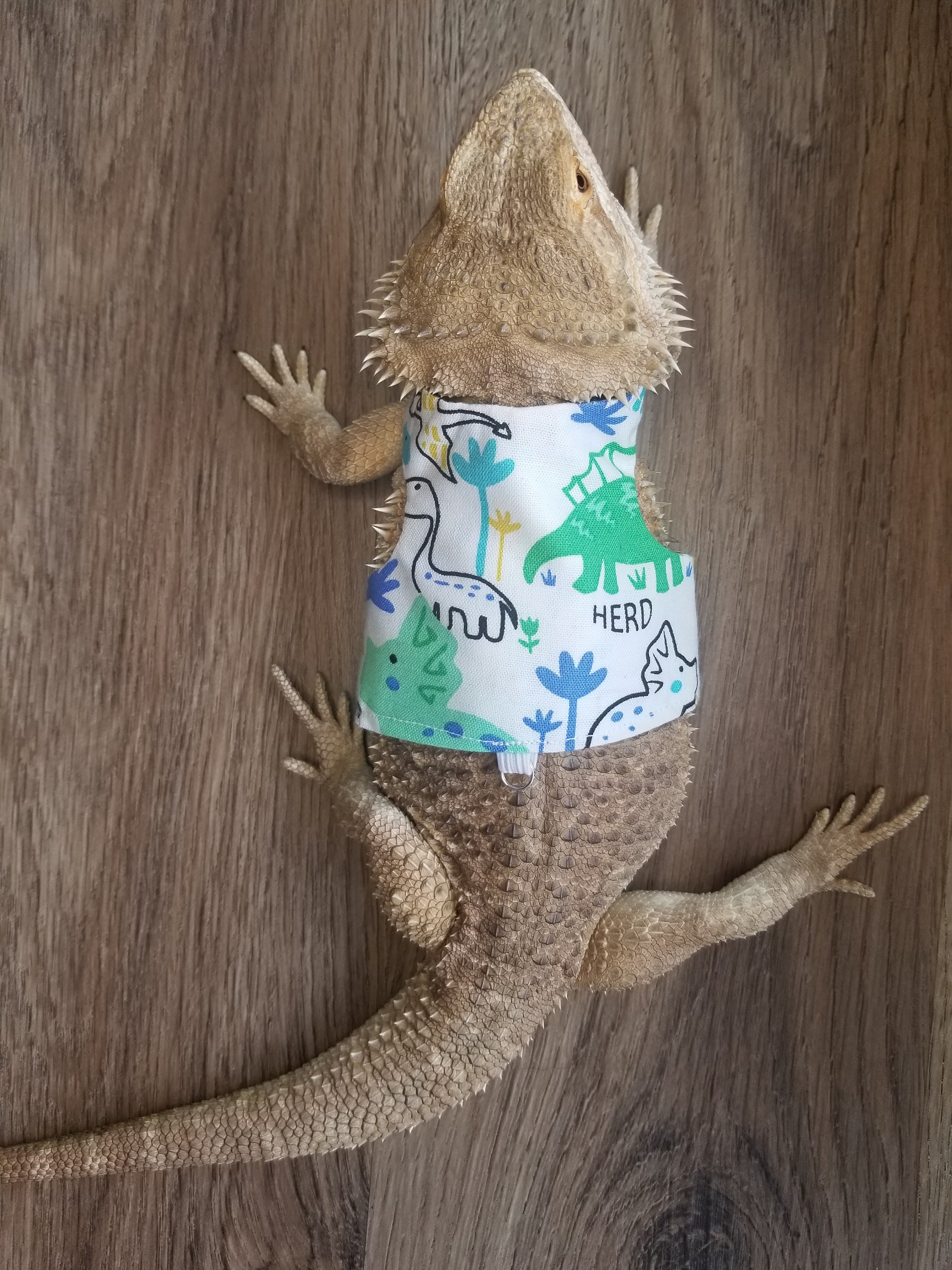Bearded Dragon Leash, Bearded Dragon Harness, Lizard Leash, Lizard Harness, Bearded Dragon Accessories - UK