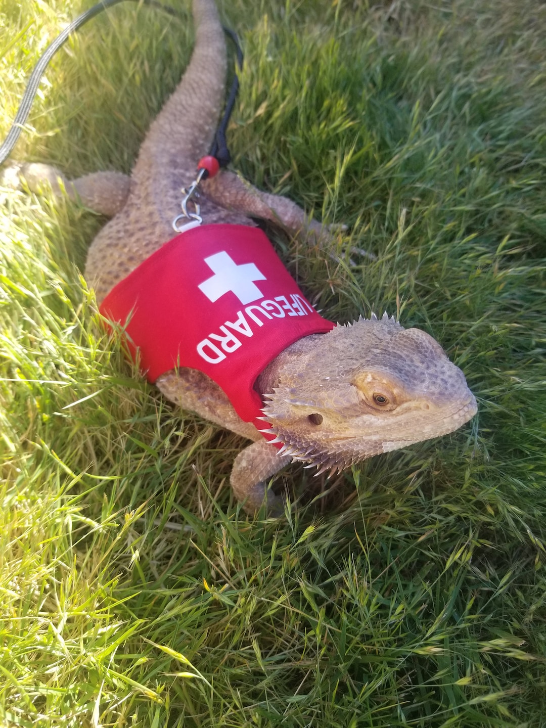 Bearded Dragon Leash, Bearded Dragon Harness, Lizard Leash, Lizard