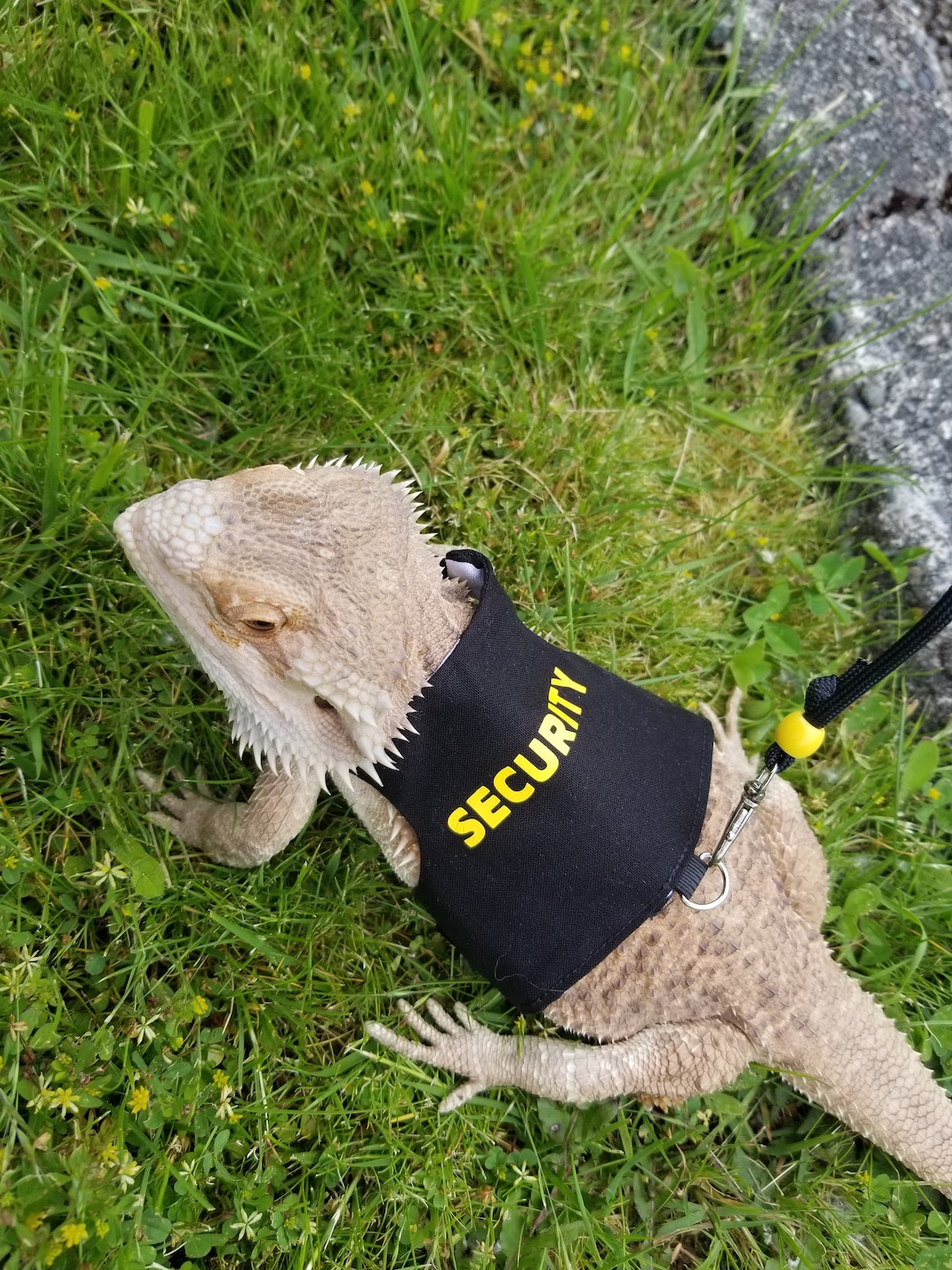 Bearded Dragon Leash, Bearded Dragon Harness, Lizard Leash, Lizard