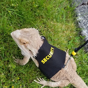 Lizard leashes top for bearded dragons