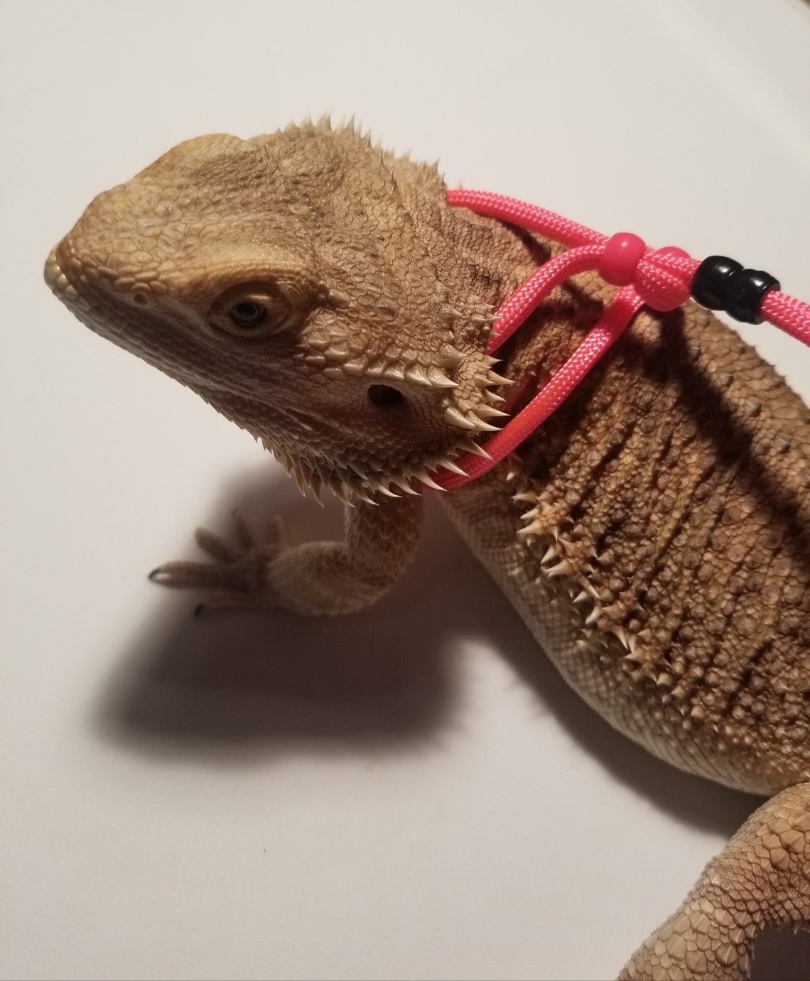 Bearded Dragon Leash, Bearded Dragon Harness, Lizard Leash, Lizard Harness, Bearded Dragon Accessories - UK