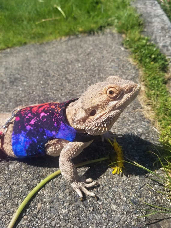 Bearded Dragon Leash Bearded Dragon Harness Lizard Leash Lizard