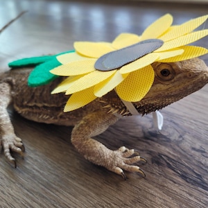 Halloween Costume, Sunflower Costume, Halloween Pictures, Bearded Dragon Costume
