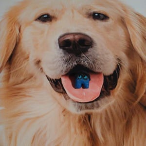 Puede incluir: Un golden retriever sonriente con una figura azul en la boca. La lengua del perro es rosa. La figura es un personaje del juego Among Us.
