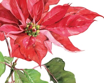 Poinsettia Design Christmas Napkin Pack.  (20 in a pack)