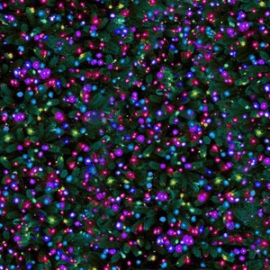 May include: A dense arrangement of evergreen branches illuminated by a multitude of colorful Christmas lights. The lights are a mix of blue, purple, and yellow, creating a festive and vibrant display.