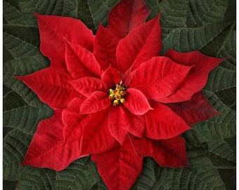 Digitally Printed Red Poinsettia Quilt Cotton Fabric Panel from Dream Big Holiday Collection for Hoffman Fabrics - T4877H - 43"x43" Panel