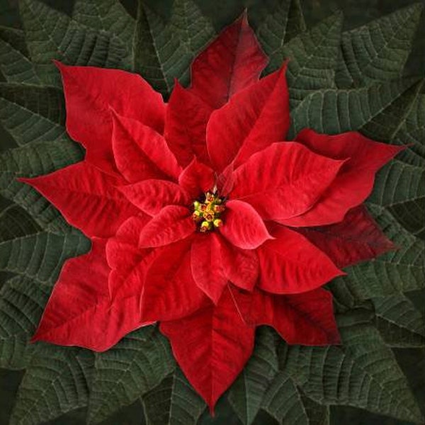 Digitally Printed Red Poinsettia Quilt Cotton Fabric Panel from Dream Big Holiday Collection for Hoffman Fabrics - T4877H - 43"x43" Panel