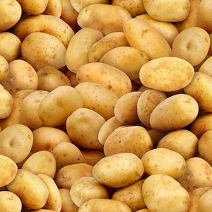 Könnte beinhalten: Ein Nahaufnahmebild eines Stapels roher Kartoffeln. Die Kartoffeln sind alle unterschiedlich groß und geformt und haben eine hellbraune Farbe.