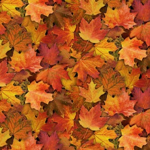 May include: A close-up image of a pile of colorful autumn leaves. The leaves are mostly shades of red, orange, and yellow, with some brown and green leaves mixed in. The leaves are arranged in a random pattern, creating a beautiful and natural texture.