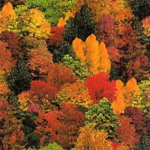 May include: A vibrant autumn forest scene with a variety of trees in shades of red, orange, yellow, and green.