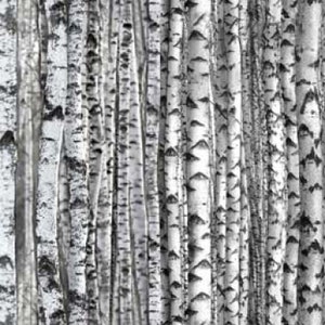 Pode incluir: Um close-up de uma floresta de bétulas. A casca é branca com marcas pretas, criando um padrão natural. As árvores estão todas muito próximas, criando uma floresta densa.