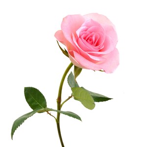 May include: A single pink rose with a green stem and leaves against a white background. The rose is in full bloom, showcasing layers of delicate petals. The stem has small thorns.