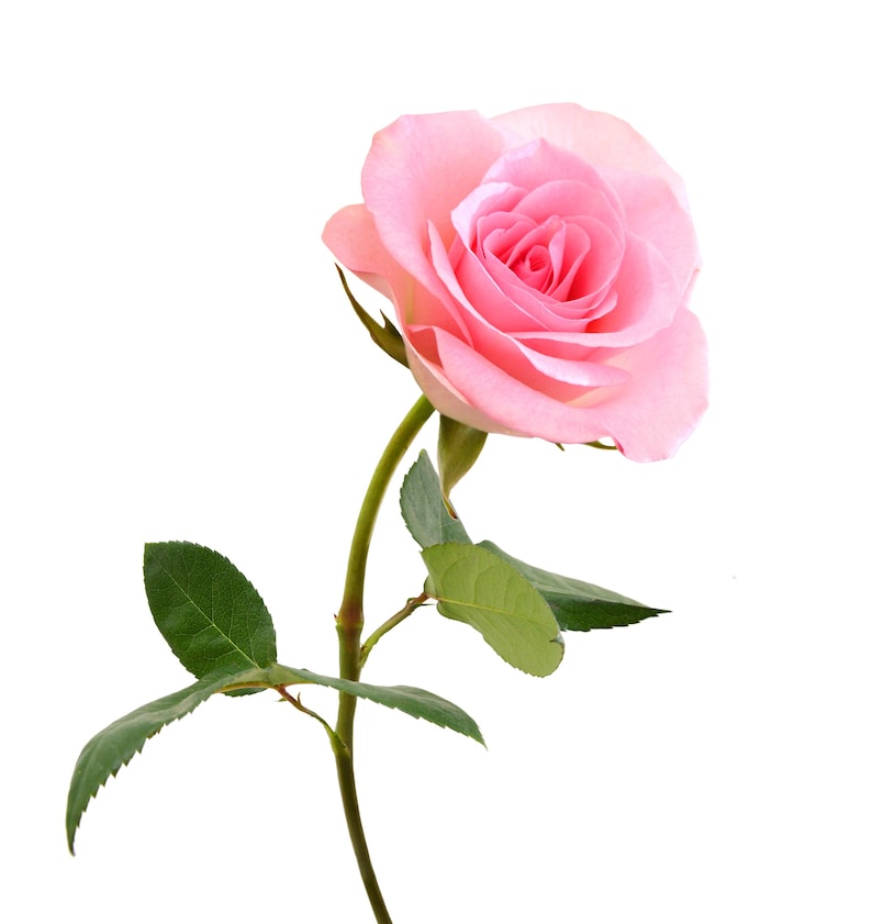 May include: A single pink rose with a green stem and leaves against a white background. The rose is in full bloom, showcasing layers of delicate petals. The stem has small thorns.