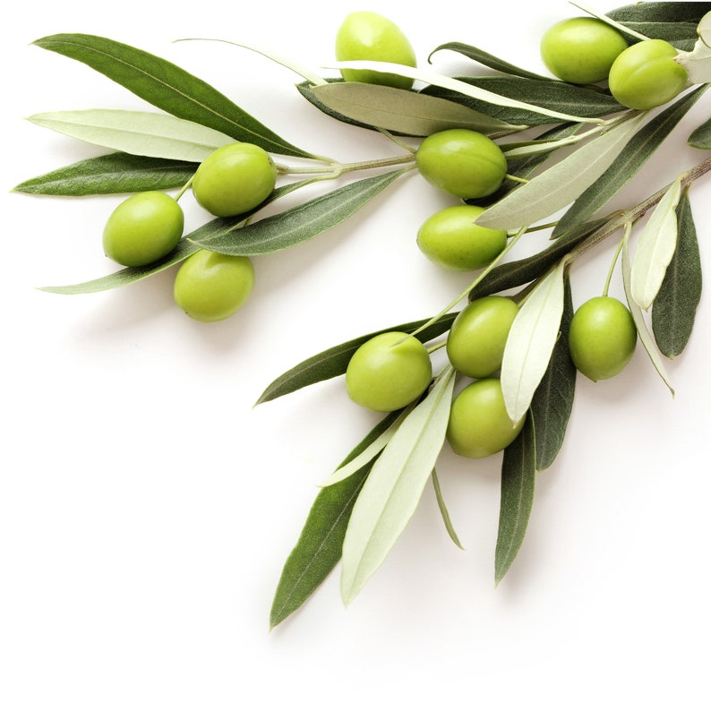 May include: A close-up of olive branches with green olives and long, slender green leaves against a white background. The olives are round and plump, and the leaves are a vibrant green.