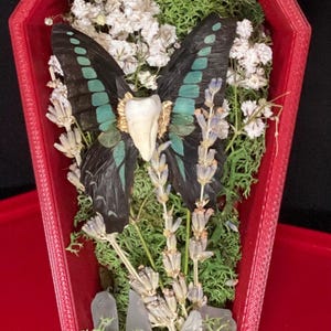 May include: A red coffin-shaped box contains a preserved butterfly with black and teal wings, a tooth, dried flowers, moss, and crystals. The butterfly is the focal point, surrounded by natural elements.