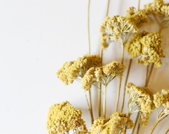 Yellow Yarrow, Dried Bunch, Dry Flowers, Wedding Decor, Bridesmaids Bouquet, Floral Arrangements, Preserved, Wildflowers, Filler, Gold,