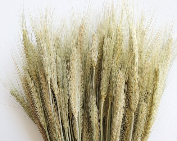 Triticale Bearded Green Wheat, Cereal Grains, Green, Tan, Dried Flowers, Wedding Floral, Bouquets, Fall, Dry Filler Flowers, Home Decor