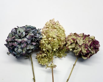 Preserved Hydrangeas Etsy