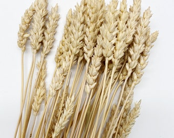 Getrocknete goldene beardless Weizen Stiele, Herbst Blumen Dekor