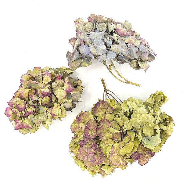 Dried Hydrangea Etsy