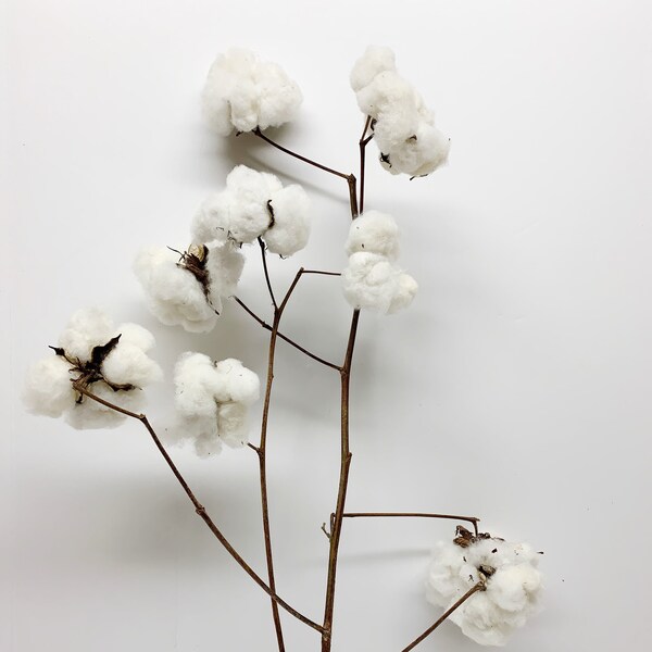 Cotton Branches Etsy