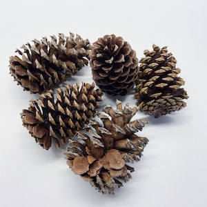 Natural Pinecones, Christmas Winter Home Decor, Set of 5