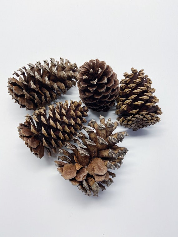 Natural Pinecones, Christmas Winter Home Decor, Set of 5