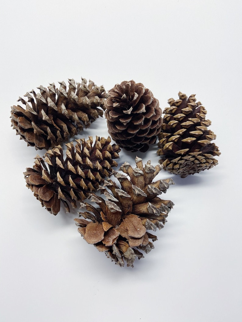 Natural Pinecones, Christmas Winter Home Decor, Set of 5 image 1