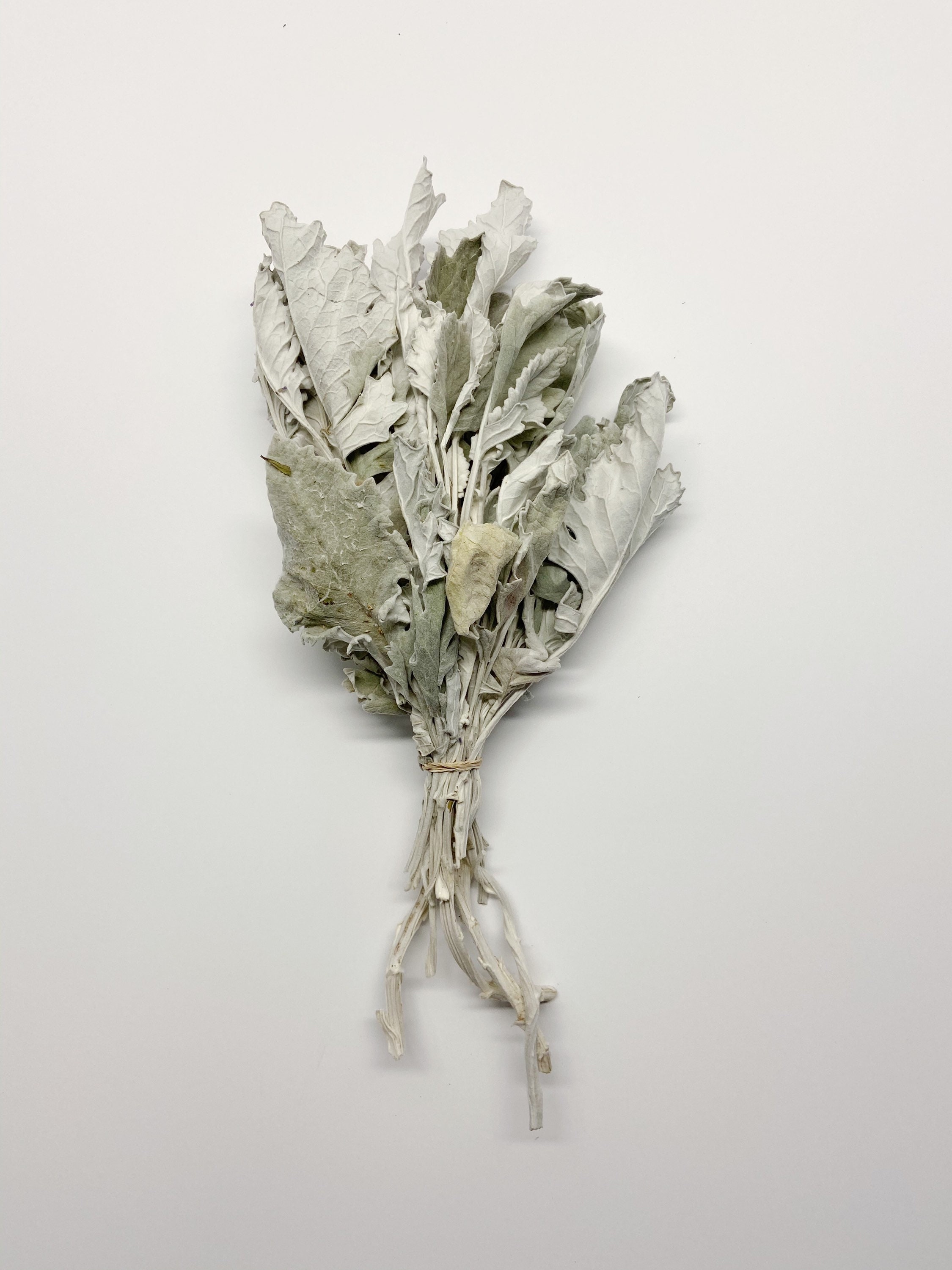 Dusty Miller Dried Flowers Lambs Ear Grey Soft Preserved Etsy