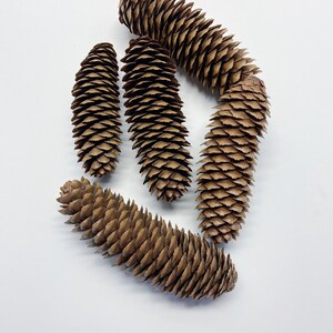 Natural Pinecones, Christmas Winter Home Decor, Set of 5 image 2