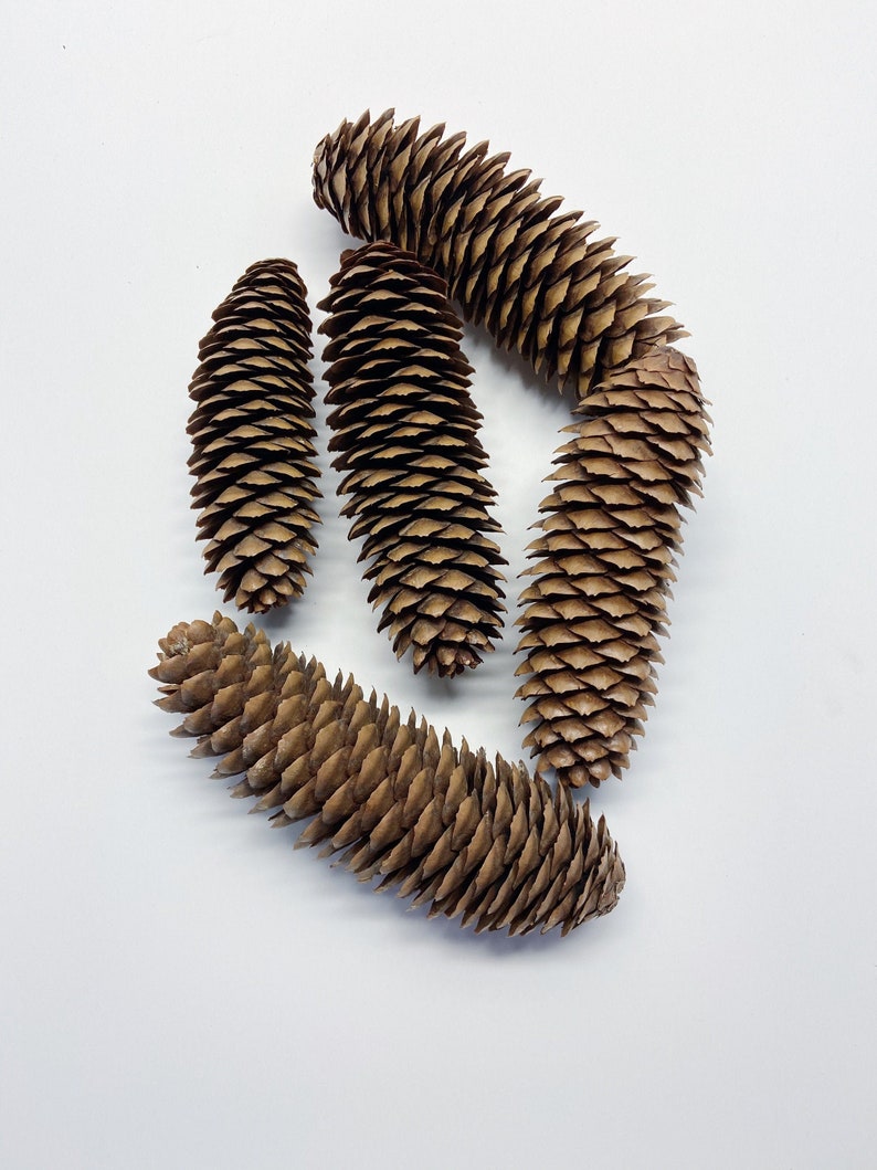 Natural Pinecones, Christmas Winter Home Decor, Set of 5 image 2