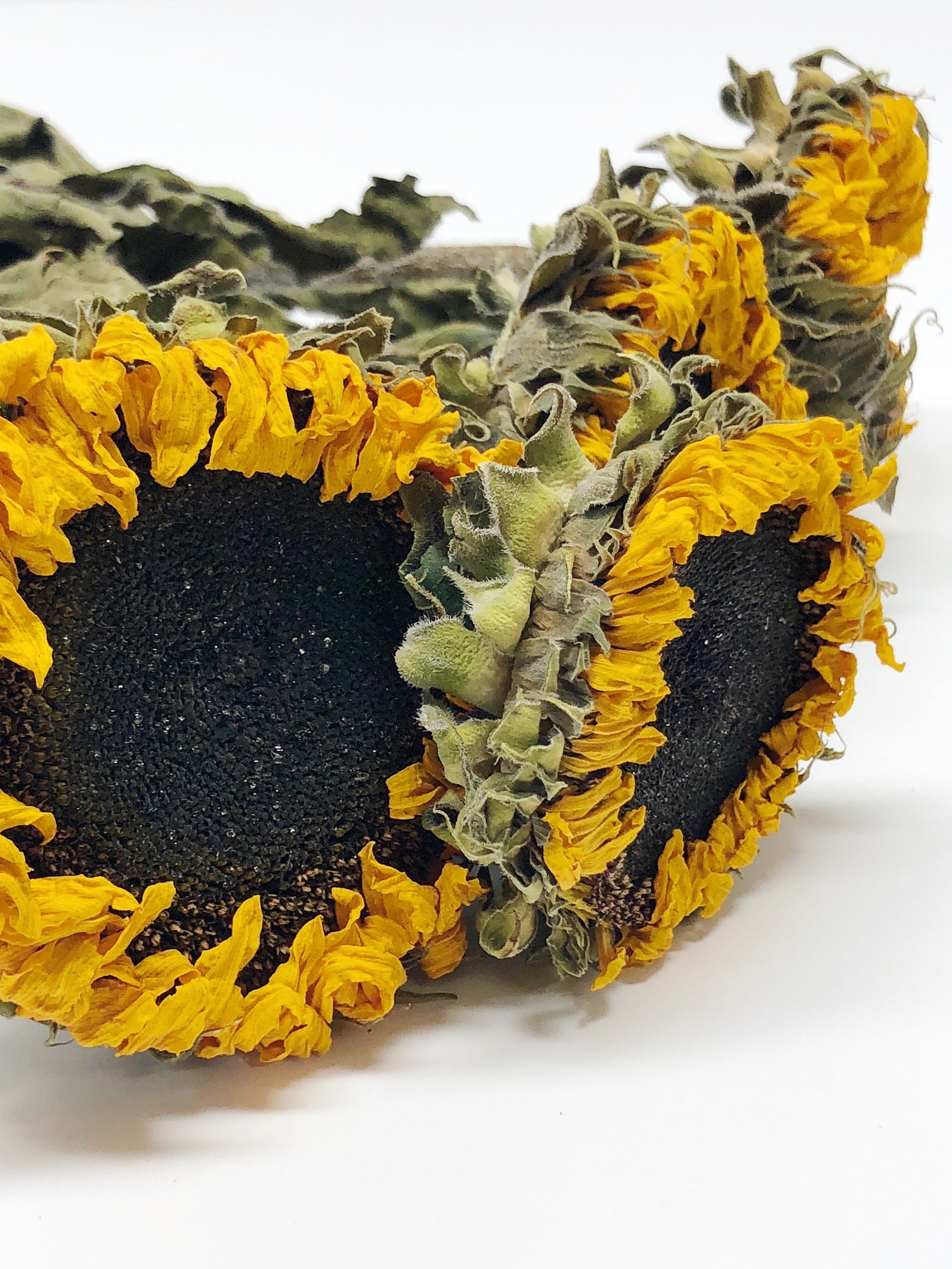Dried Sunflowers Sunflowers Yellow Orange Summer Flowers | Etsy