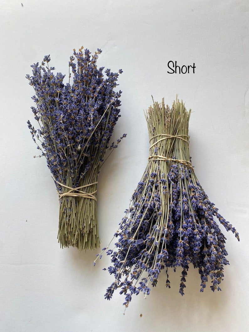 Dried English Lavender Bunch, 200-250 Stems, 3 oz Preserved for Longevity, Blue Purple Color, Fragrant and Beautiful for Weddings Home Decor image 10