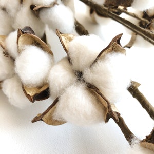 13 18 31 Cotton Stem, Cotton Balls, Branches, Bunch, Wedding, Rustic, Country, DIY, Flowers, Floral, Anniversary, Farmhouse, stems, white image 4