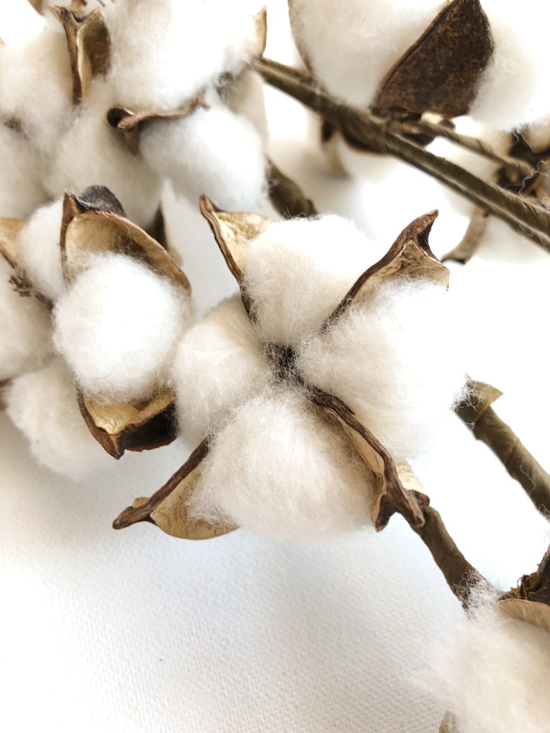 13 18 31 Cotton Stem, Cotton Balls, Branches, Bunch, Wedding, Rustic, Country, DIY, Flowers, Floral, Anniversary, Farmhouse, stems, white image 4