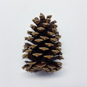 Natural Pinecones, Christmas Winter Home Decor, Set of 5 image 6
