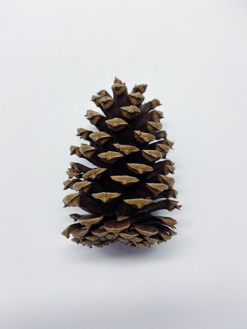 Natural Pinecones, Christmas Winter Home Decor, Set of 5 image 6