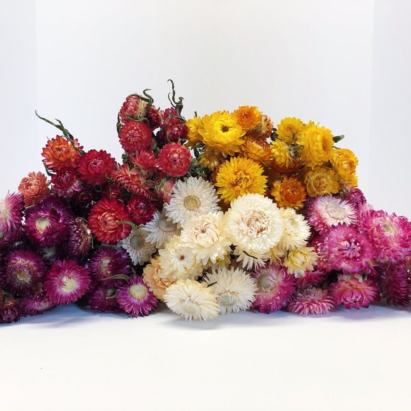 Strawflower, Dried Flowers, White, Cream, Pink, Red, Yellow, Purple, Preserved Florals, Colorful, Wildflowers, Wedding