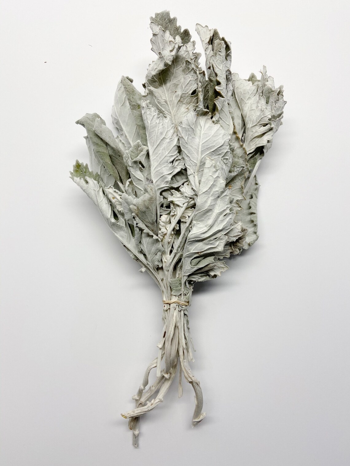 Dusty Miller Dried Flowers Lambs Ear Grey Soft Preserved Etsy