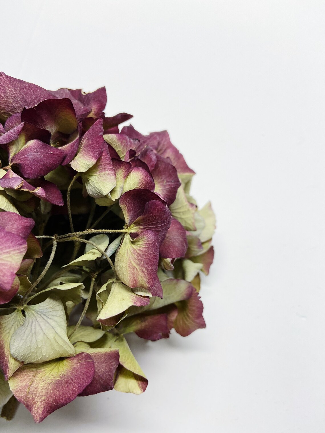 Dried Hydrangea Heads Stemless hydrangea Dry Flowers Etsy