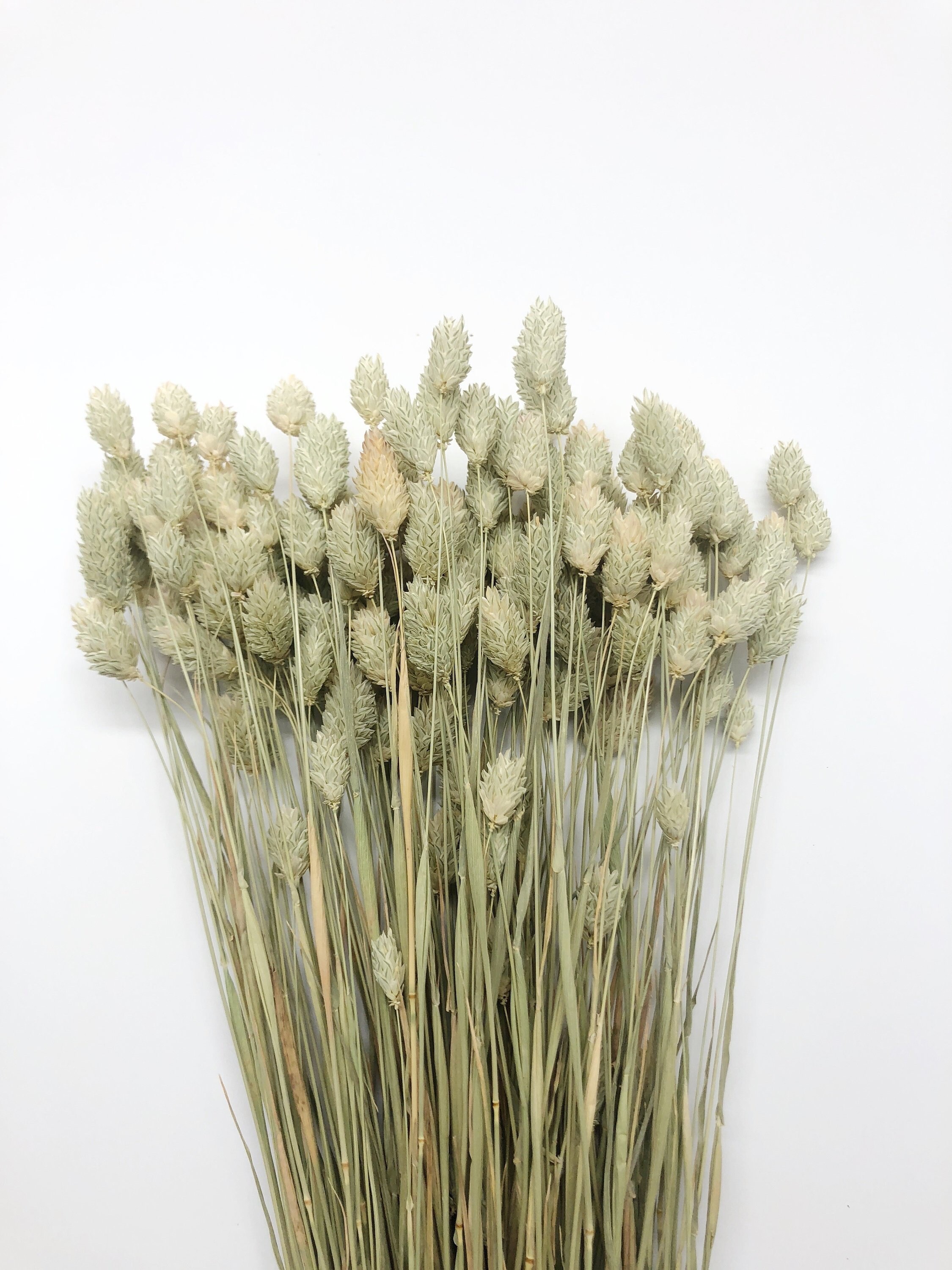 Phalaris Preserved Wheat Dried Grass Flowers Wedding Flowers