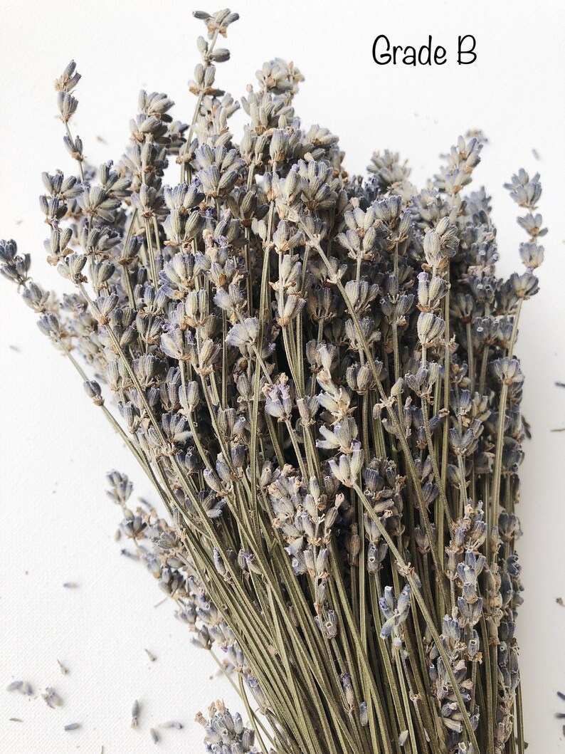 Dried English Lavender Bunch, 200-250 Stems, 3 oz Preserved for Longevity, Blue Purple Color, Fragrant and Beautiful for Weddings Home Decor image 7