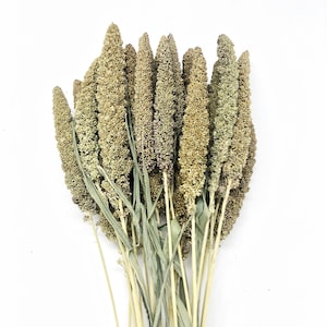 Hilander Grass, Wheat, Preserved Wheat, Preserved Flowers, Wedding Arrangements, Wedding Flowers, House Decoration, Arrangements, Green