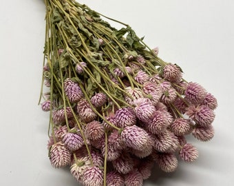 Our Atlas Flowers Dried Flowers Dried Pink Gomphrena are in short supply  and are worth the money