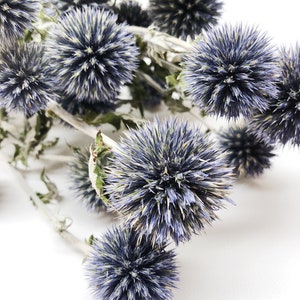 Dried Blue Globe Thistle, Long Stem, Echinops, Green, Purple, Boutonniere Flower, Flowers, Bouquets, Wedding, Floral, DIY, Ball Decor image 7