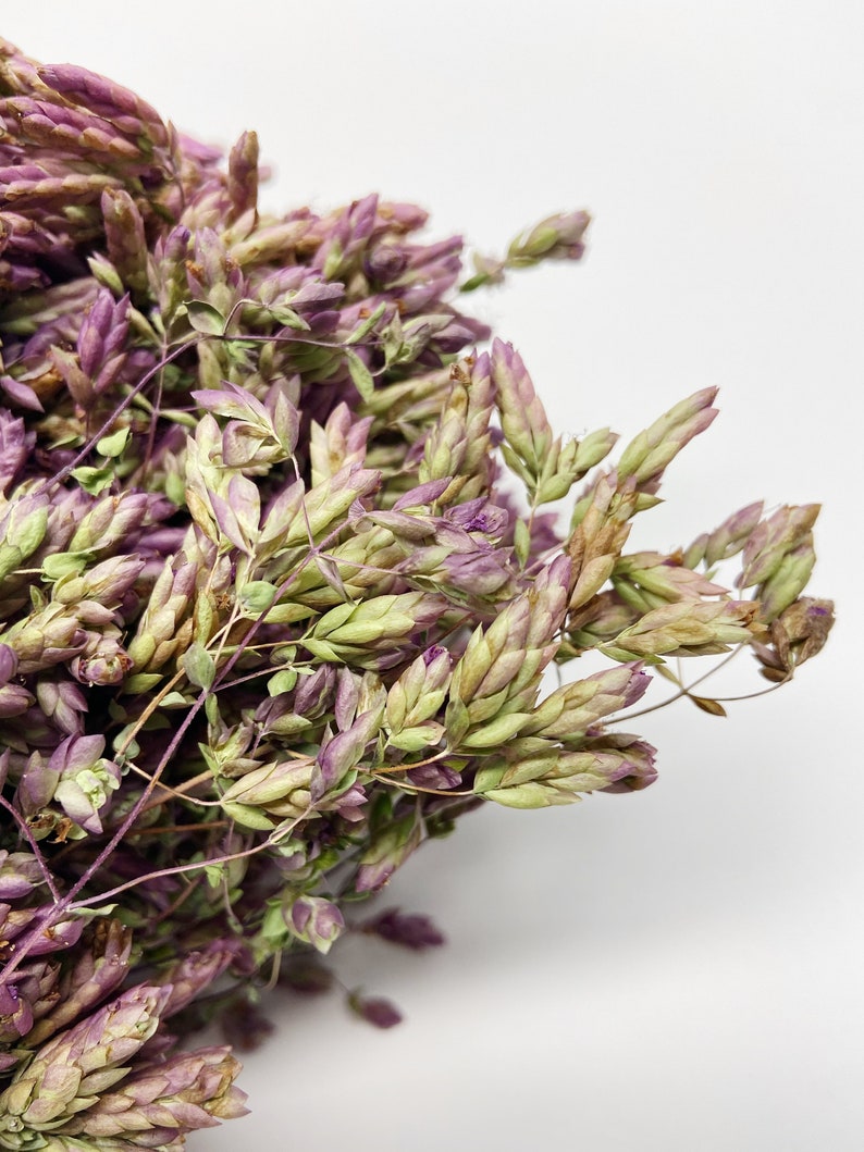 Santa Cruz Oregano Dry Flowers Wedding Bouquet Dried Herbs Etsy