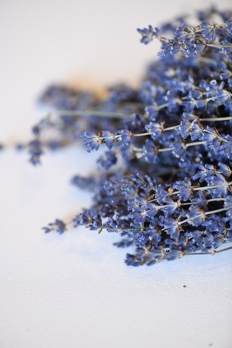 Dried English Lavender Bunch, 200-250 Stems, 3 oz Preserved for Longevity, Blue Purple Color, Fragrant and Beautiful for Weddings Home Decor image 5