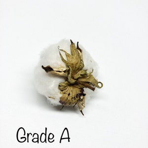 6 Cotton Heads, Natural, Dried, Wreath DIY, White Flower, Photography Props, Balls, Cotton Branch, Fall, Favors, image 6